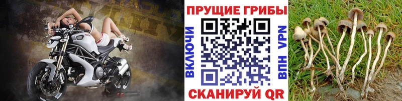 Галлюциногенные грибы прущие грибы  наркошоп  Фокино 